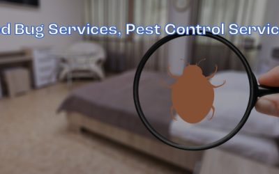 Signs You Have Bed Bugs: How to Identify and Eliminate These Pesky Pests