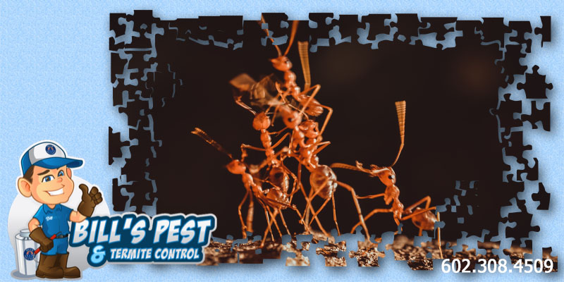 How to get rid of Argentine Ants in Arizona - Bills Pest Termite Control