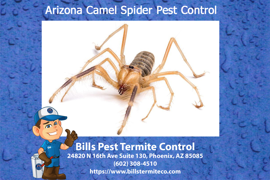 Arizona Camel Spider Pest Control