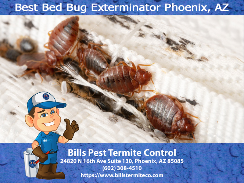 Best Bed Bug Exterminator Phoenix, AZ
