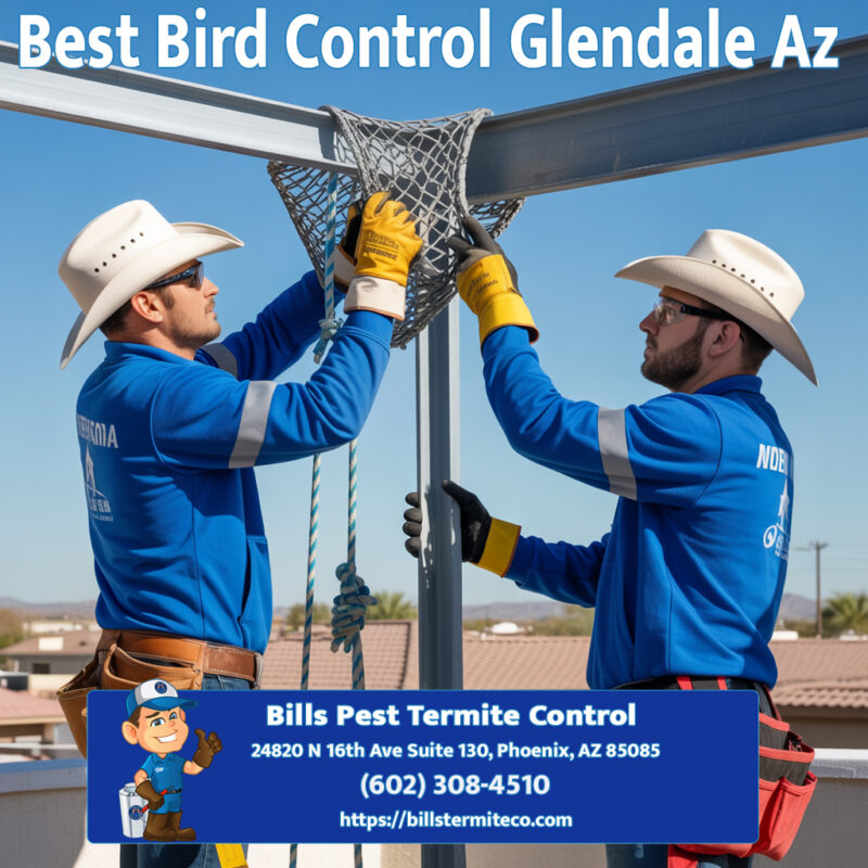 Best Bird Control Glendale Az