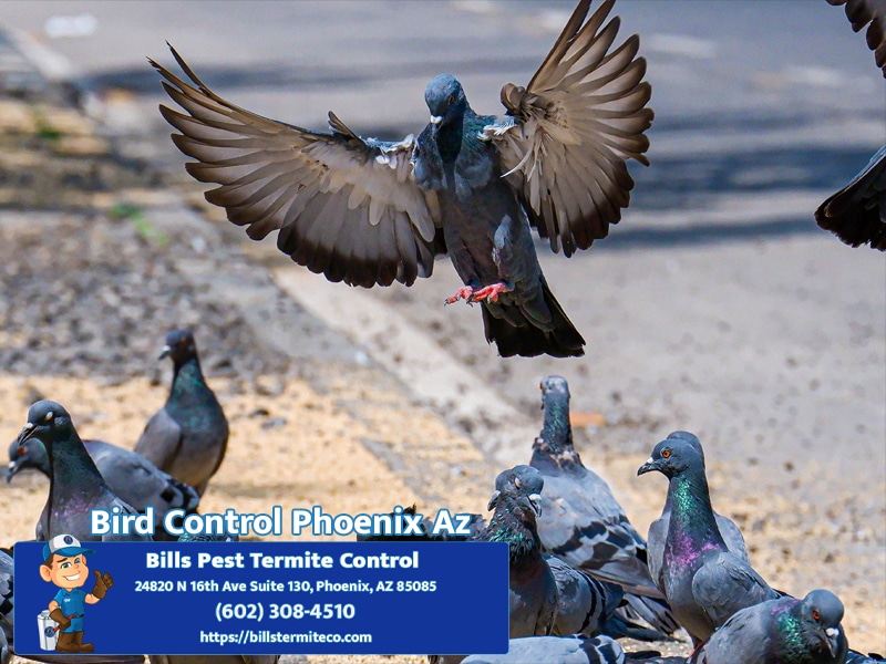 Best Bird Control Phoenix Az | Professional Pigeon Removal Services