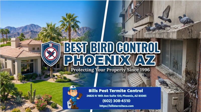 Best Bird Control Phoenix Az