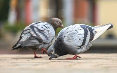 Pigeon Control in Phoenix: Why January Is the Best Time to Stop Pigeons