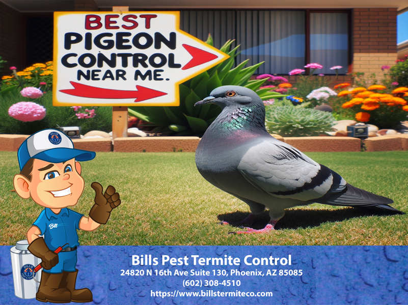 Best Pigeon Exterminator Near Me Bills Pest Termite Control