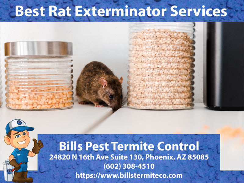 Best Rat Exterminator Youngtown AZ