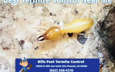 Best Termite Control Near Me