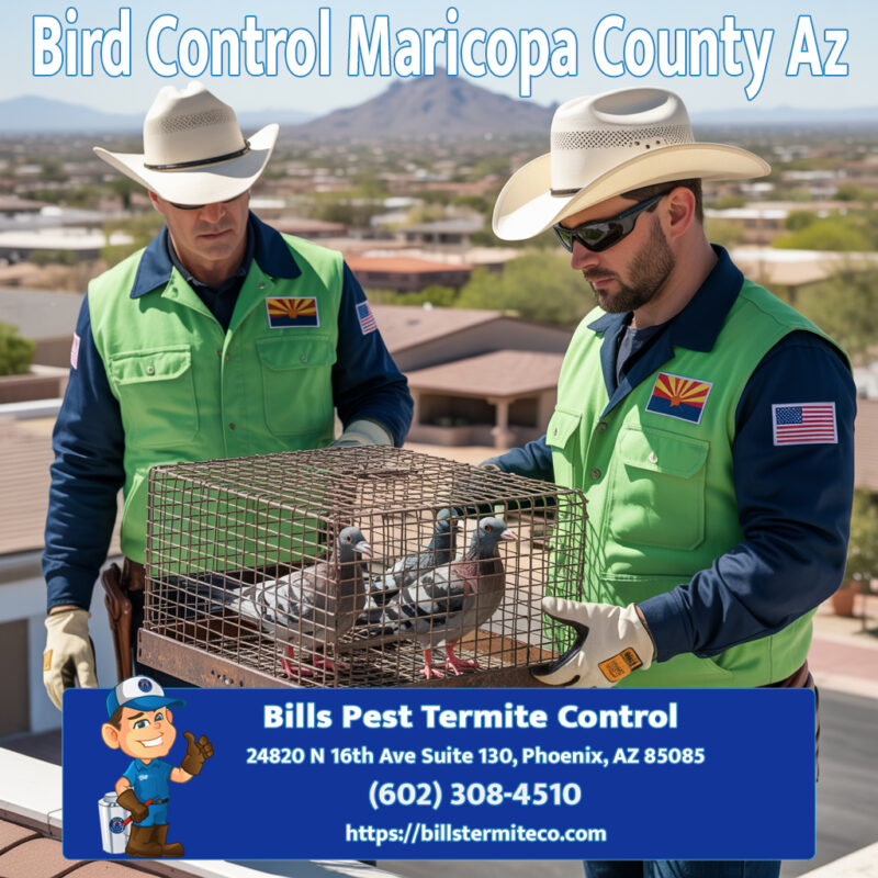 Bird Control Maricopa County Az