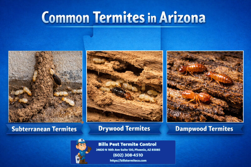 Common Termites in Apache Junction Arizona