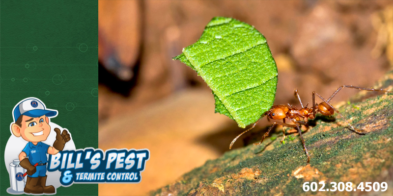 Desert Leaf Cutter Ants Bills Pest Termite Control