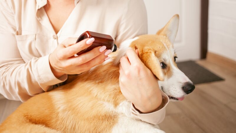 Best Flea Treatment Phoenix AZ