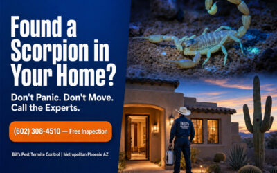 Found a Scorpion in Your Phoenix Home? We can help!