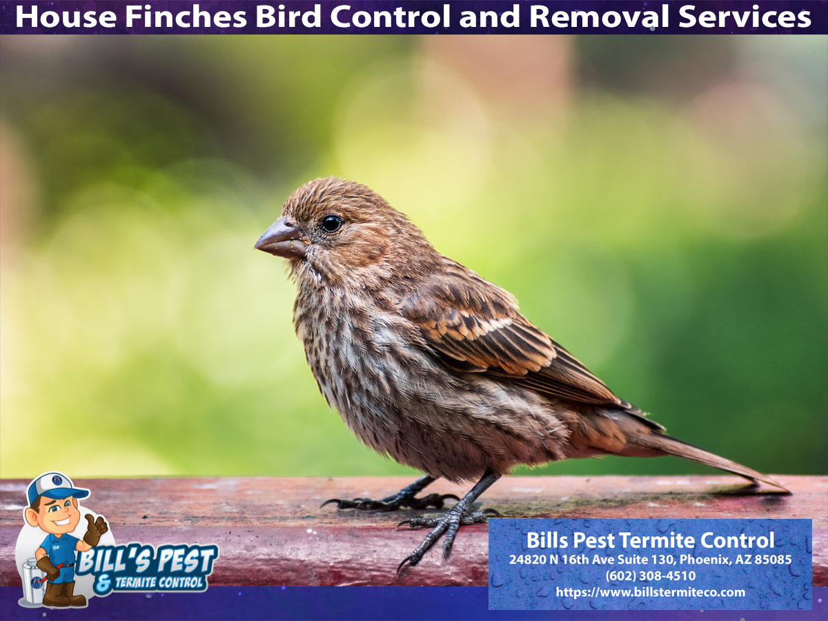 House Finches Bird Control and Removal Services in Arizona