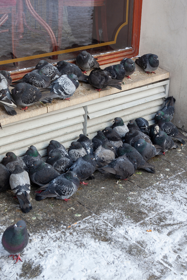 Pigeon Control in Arizona