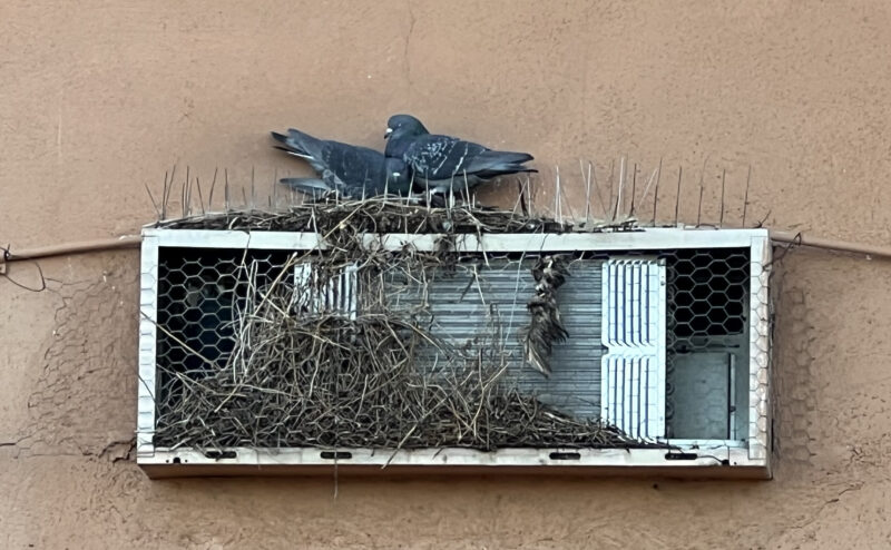 Professional Bird Removal Cave Creek Az