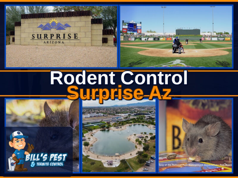 Rodent Control Surprise Az | Bills Pest Termite Control