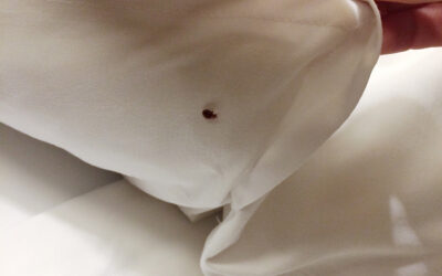 Signs of Bed Bugs