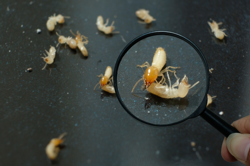 What does a termite tube mean? Bills Pest Termite Control
