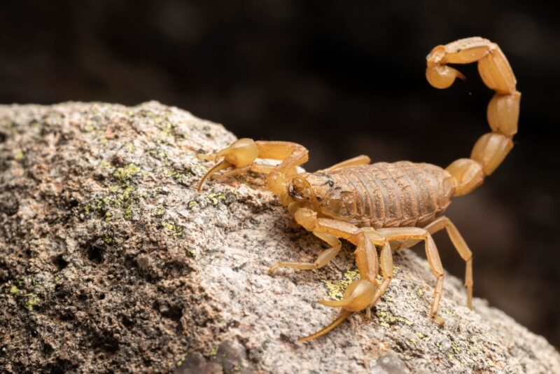 Arizona Bark Scorpion - Bills Phoenix Pest Control