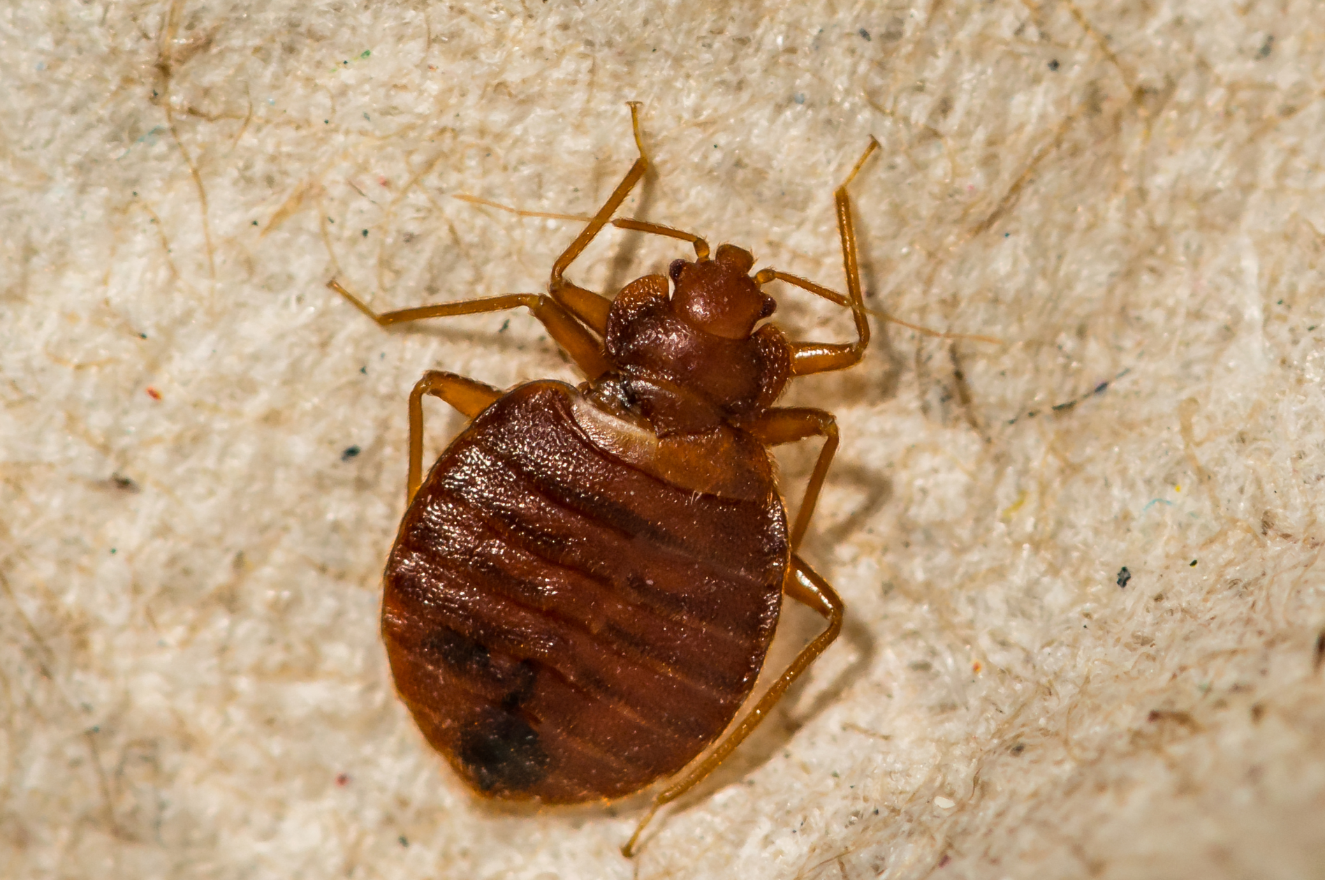 First Signs of Bed Bugs