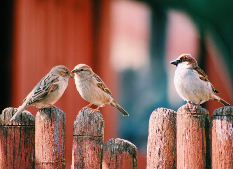 Professional Bird Removal Apache Junction Az