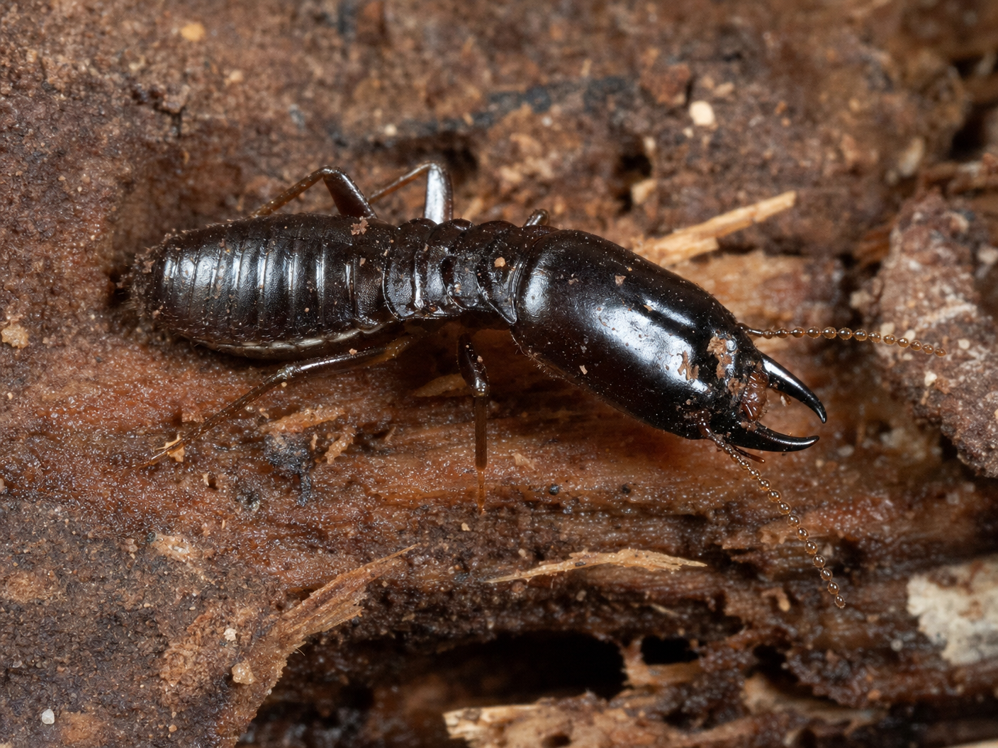 The Desert Dampwood Termite (Paraneotermes simplicicornis) is the largest termite species in Arizona. It requires moist, decaying wood and is most often found in desert landscapes near buried wood or stumps. | Bills Pest Termite Control