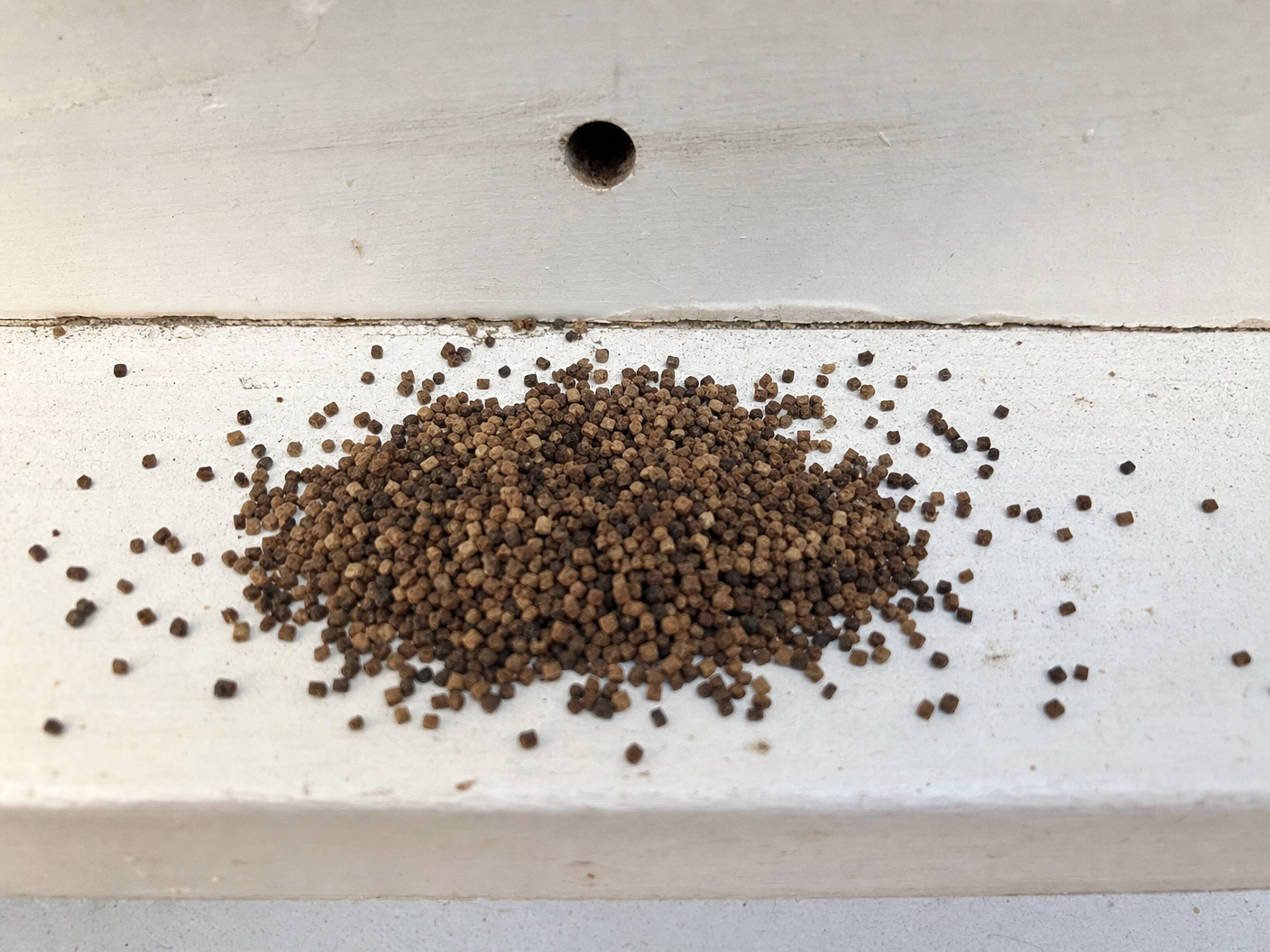 Drywood termite frass (fecal pellets) accumulating below a kick-out hole in a painted wood surface. These tiny pellets are a key indicator of a drywood infestation and are often mistaken for sawdust. Learn more about cricket vs. termite droppings. | Bills Pest Termite Control