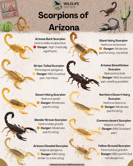 Baby Scorpions In Arizona A Homeowners Guide Bills Pest Termite Control