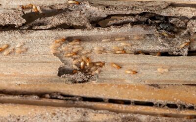 Termite Treatment Guide for Phoenix Homeowners