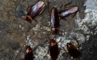 Sewer Roaches in Arizona: How to Get Rid of Them