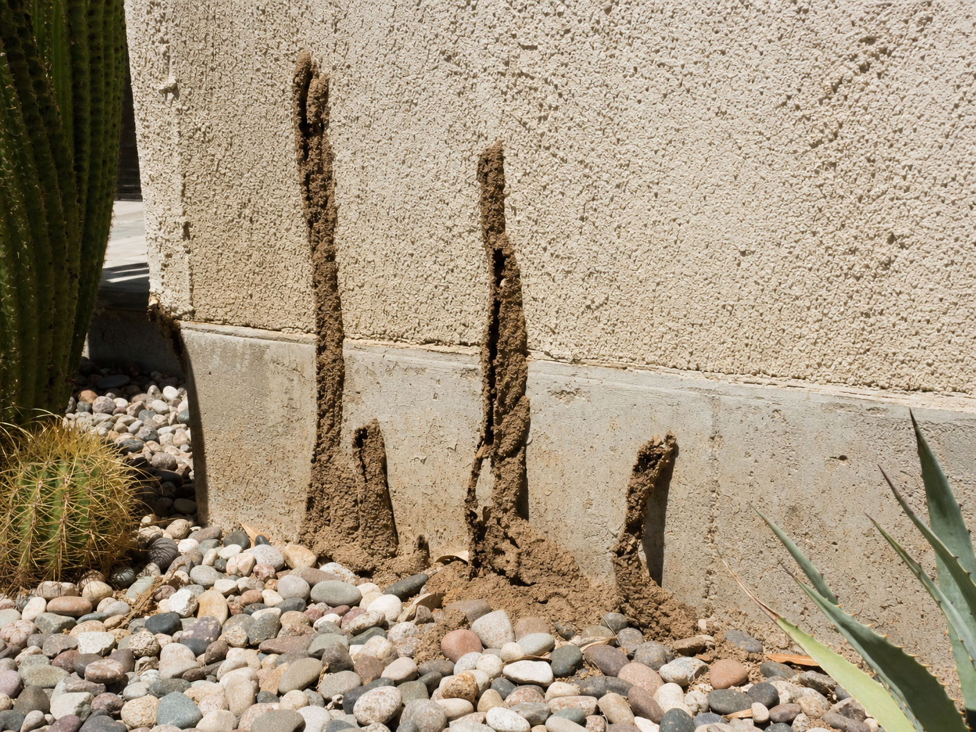 Termite mud tubes on the stucco foundation of a typical Phoenix home. These earthen tunnels are a definitive sign of subterranean termite activity and should be evaluated by a professional immediately. | Bills Pest Termite Control