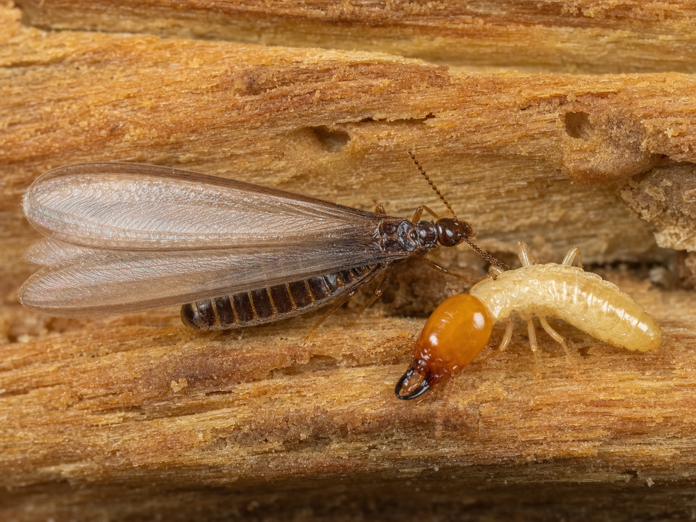 Western Drywood Termite (Incisitermes minor) — a winged reproductive swarmer (left) and soldier (right) on dry wood galleries. This species lives entirely within the wood it infests and requires no soil contact. | Bills Pest Termite Control